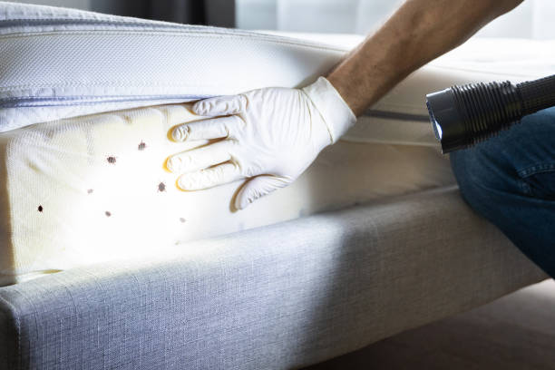Best Emergency Pest Control  in Benson, AZ