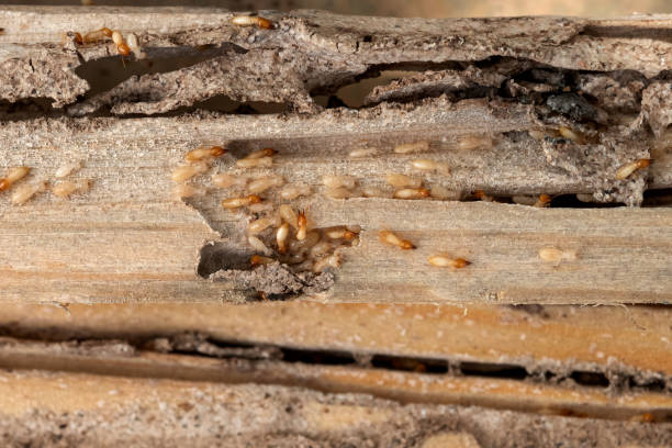 Best Affordable Pest Control Services  in Benson, AZ