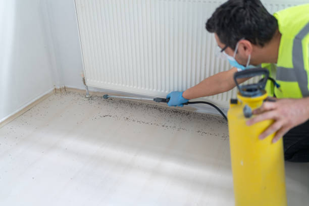 Best Wasp Removal Services  in Benson, AZ